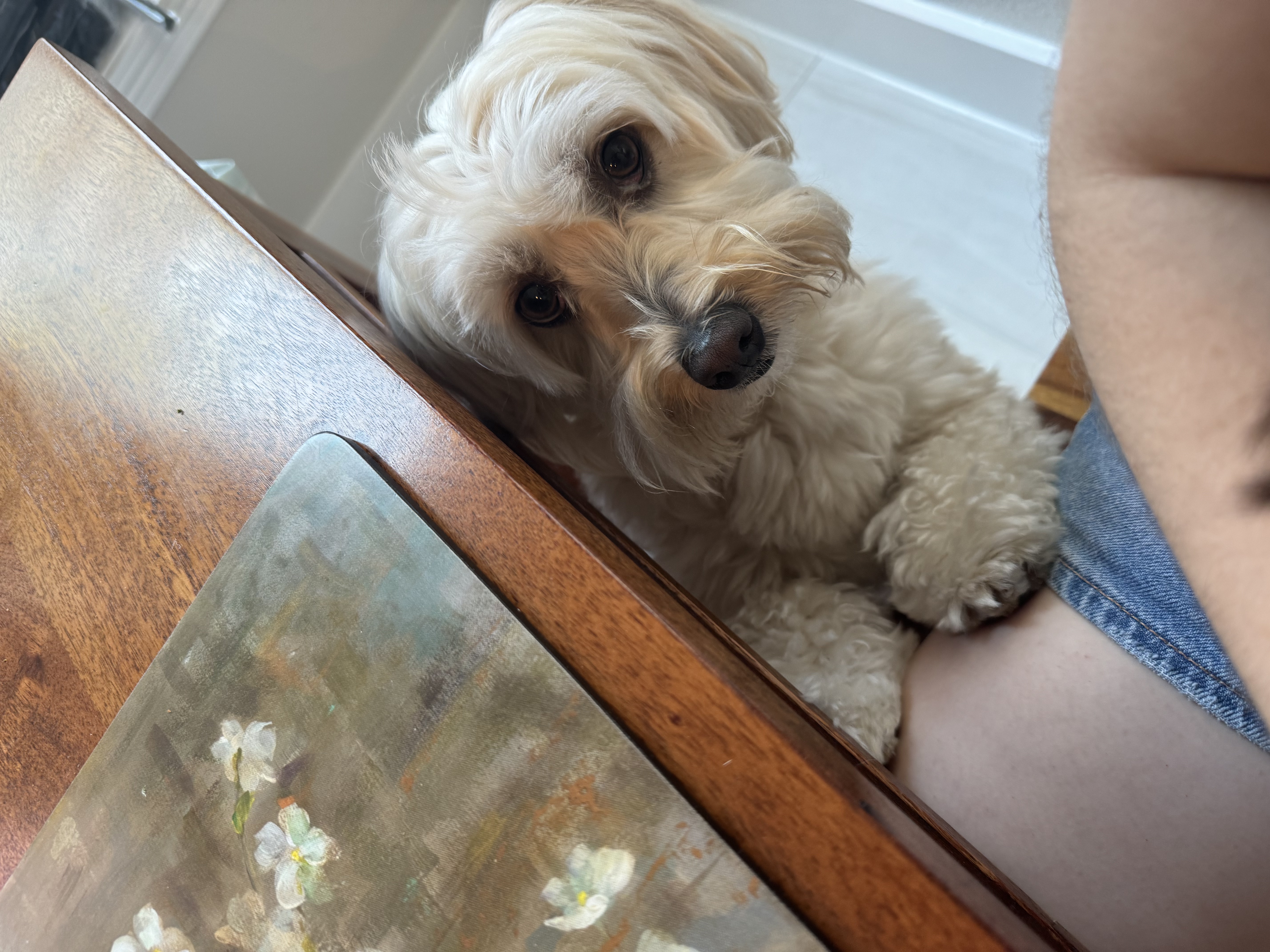 Cosmo begging for strawberries